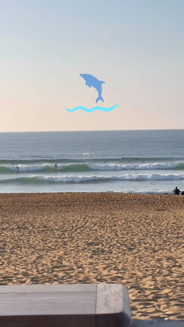 Quand les dauphins viennent faire coucou aux surfeurs